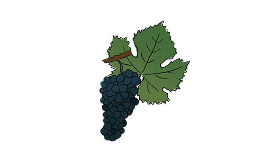 touriga nacional grape variety amble wine