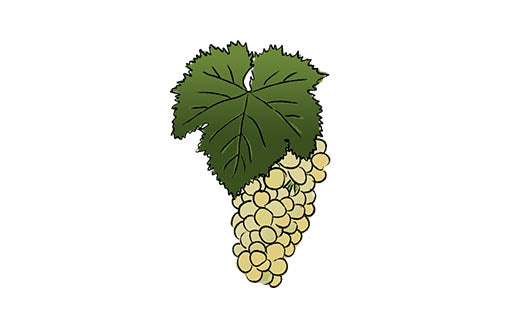 torrontes grape variety amble wine