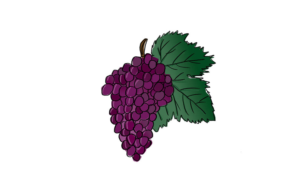 negramoll grape variety amble wine