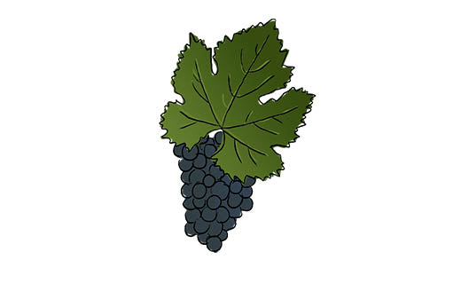 nebbiolo grape variety amble wine