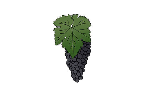 schiava grape variety amble wine