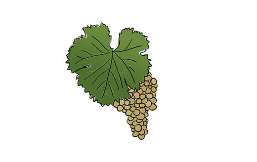 semillon grape variety amble wine