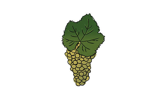 sylvaner grape variety amble wine