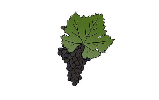 syrah grape variety amble wine