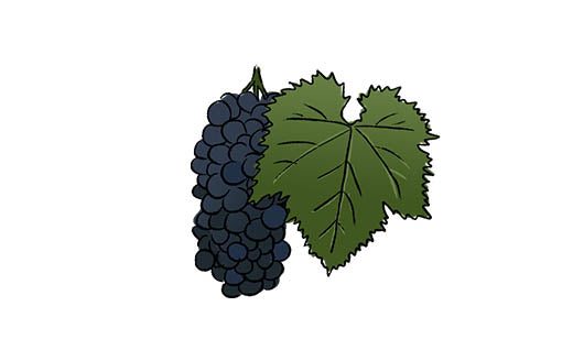 teroldego grape variety amble wine