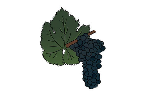touriga franca grape variety amble wine