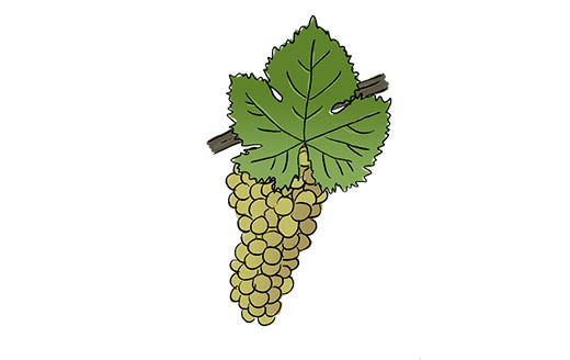 viognier grape variety amble wine