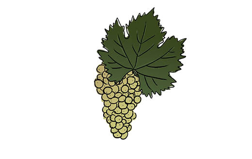 welschriesling grape variety amble wine