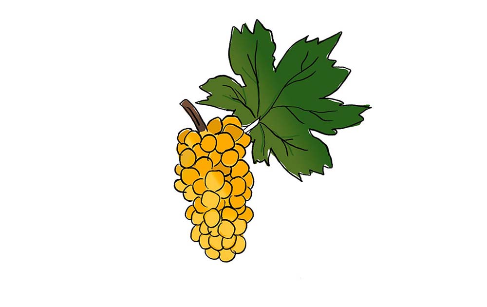 grechetto grape variety amble wine