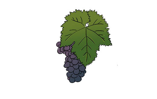 xinomavro grape variety amble wine