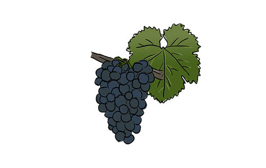 zweigelt grape variety amble wine