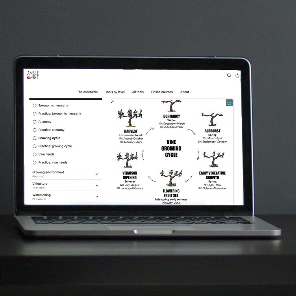 The main sizes of wine bottles – Amble Wine