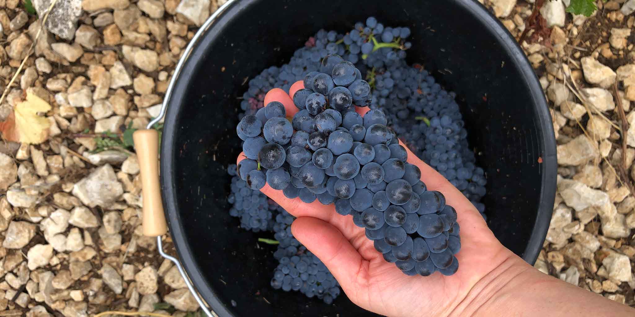 grapebunch3 FAQ header desktop amble wine